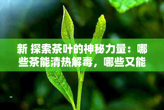 新 探索茶叶的神秘力量：哪些茶能清热解，哪些又能平和肝火？