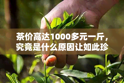 茶价高达1000多元一斤，究竟是什么原因让如此珍贵？