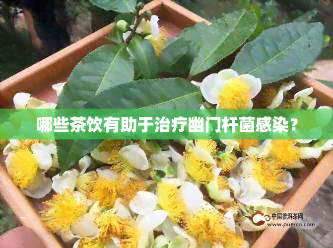 哪些茶饮有助于治疗幽门杆菌感染？