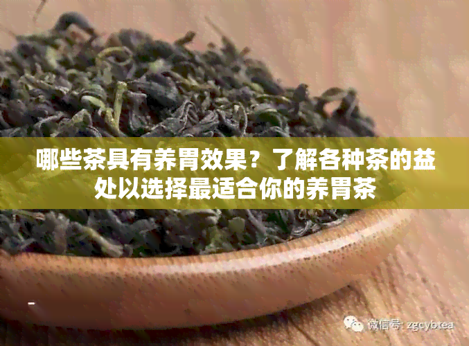 哪些茶具有养胃效果？了解各种茶的益处以选择最适合你的养胃茶