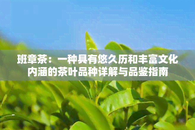 班章茶：一种具有悠久历和丰富文化内涵的茶叶品种详解与品鉴指南