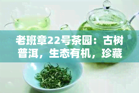 老班章22号茶园：古树普洱，生态有机，珍藏之选