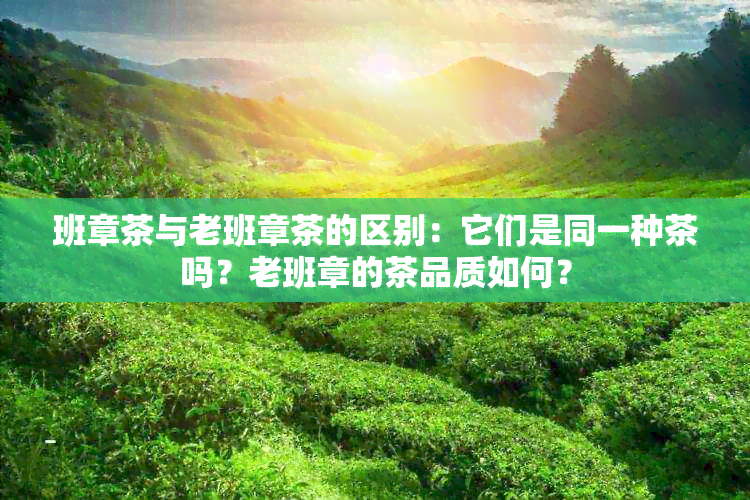 班章茶与老班章茶的区别：它们是同一种茶吗？老班章的茶品质如何？