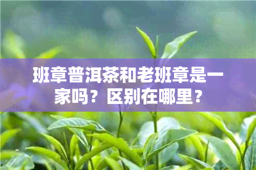 班章普洱茶和老班章是一家吗？区别在哪里？