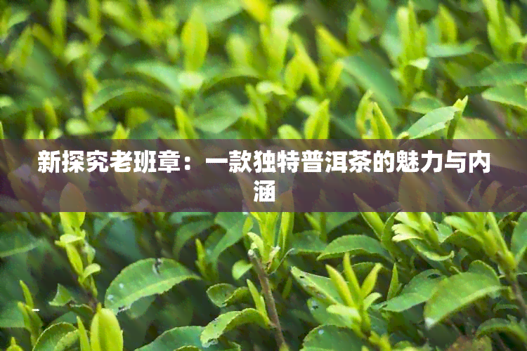 新探究老班章：一款独特普洱茶的魅力与内涵