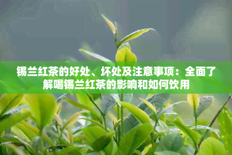 锡兰红茶的好处、坏处及注意事项：全面了解喝锡兰红茶的影响和如何饮用