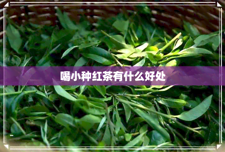 喝小种红茶有什么好处