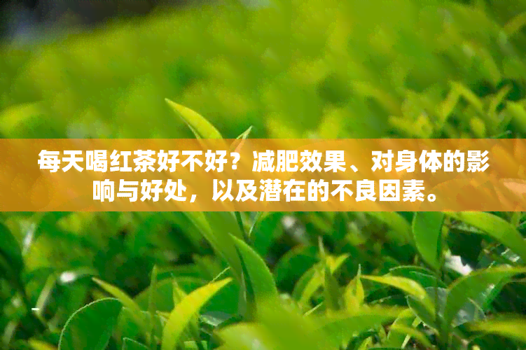 每天喝红茶好不好？减肥效果、对身体的影响与好处，以及潜在的不良因素。