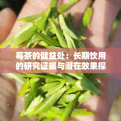 莓茶的健益处：长期饮用的研究证据与潜在效果探讨