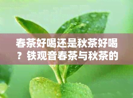 春茶好喝还是秋茶好喝？铁观音春茶与秋茶的口感对比