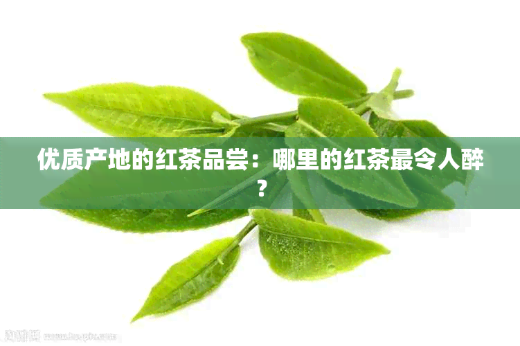 优质产地的红茶品尝：哪里的红茶最令人醉？