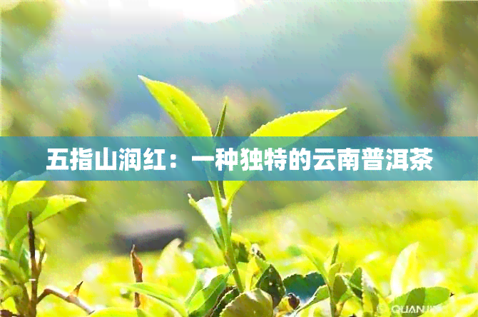 五指山润红：一种独特的云南普洱茶