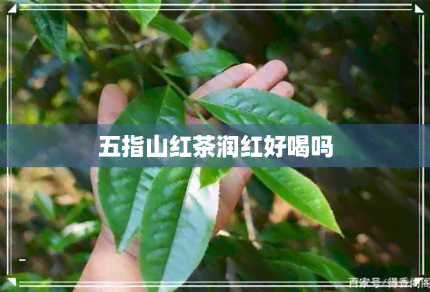 五指山红茶润红好喝吗