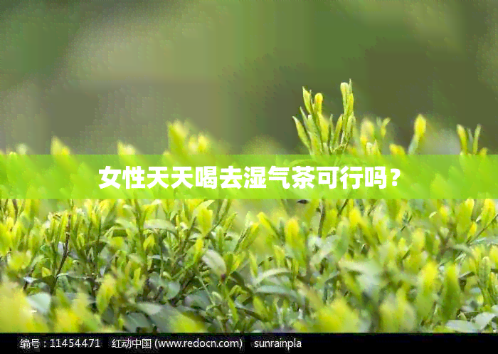 女性天天喝去湿气茶可行吗？