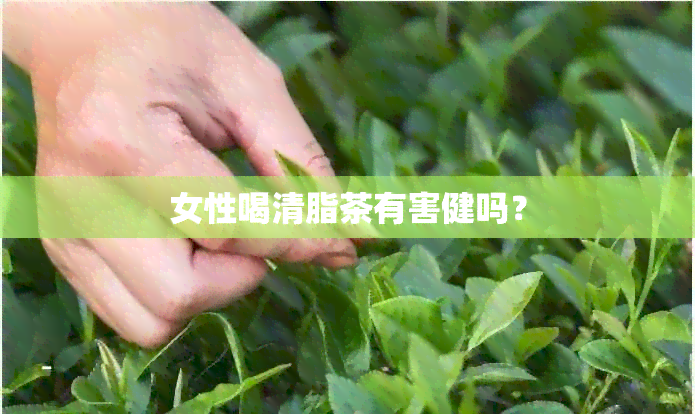 女性喝清脂茶有害健吗？