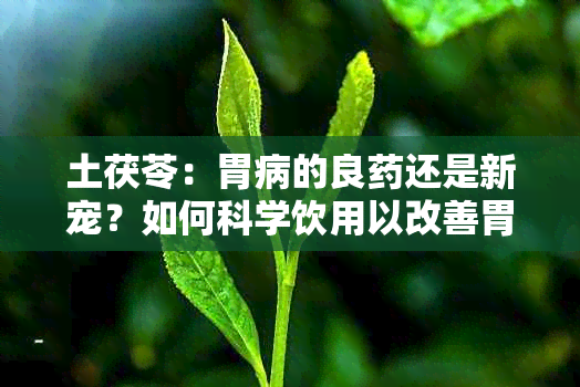 土茯苓：胃病的良还是新宠？如何科学饮用以改善胃部不适？