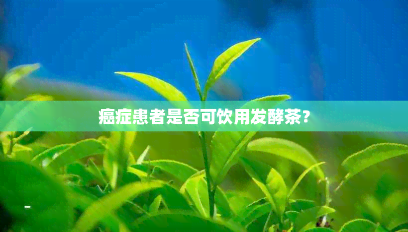 癌症患者是否可饮用发酵茶？