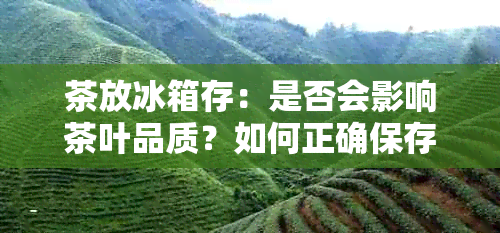 茶放冰箱存：是否会影响茶叶品质？如何正确保存茶叶？