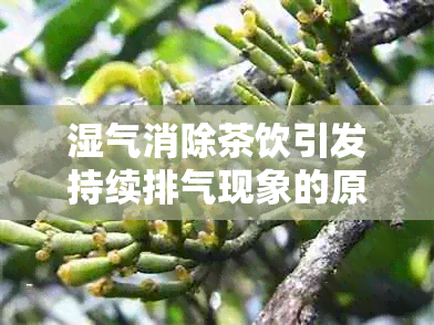 湿气消除茶饮引发持续排气现象的原因探讨