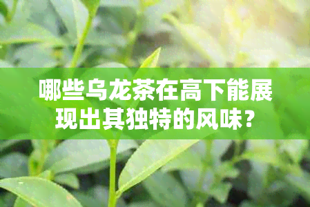 哪些乌龙茶在高下能展现出其独特的风味？