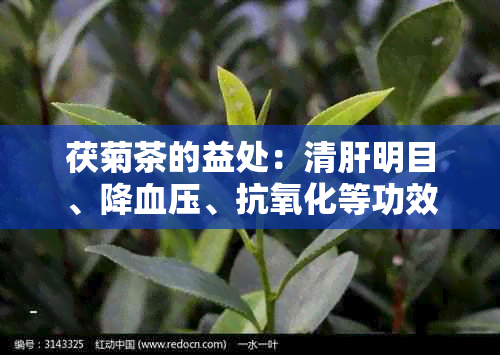 茯菊茶的益处：清肝明目、降血压、抗氧化等功效详解