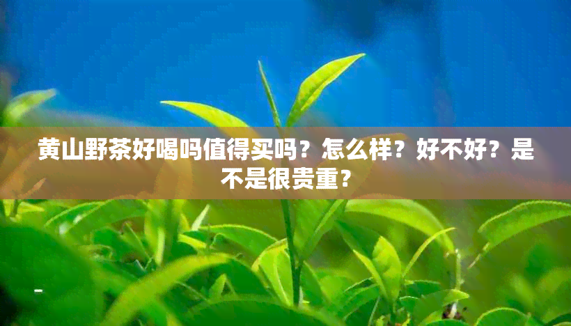 黄山野茶好喝吗值得买吗？怎么样？好不好？是不是很贵重？