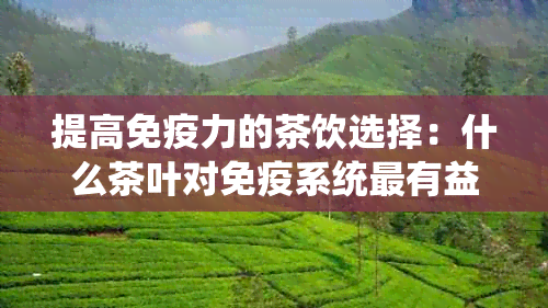 提高免疫力的茶饮选择：什么茶叶对免疫系统最有益？