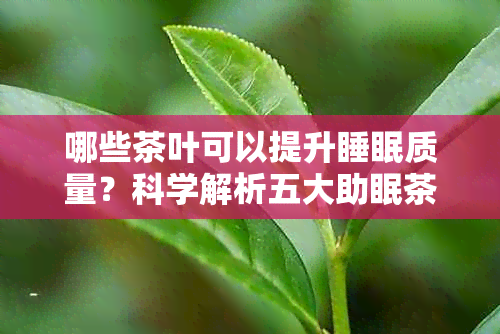 哪些茶叶可以提升睡眠质量？科学解析五大助眠茶