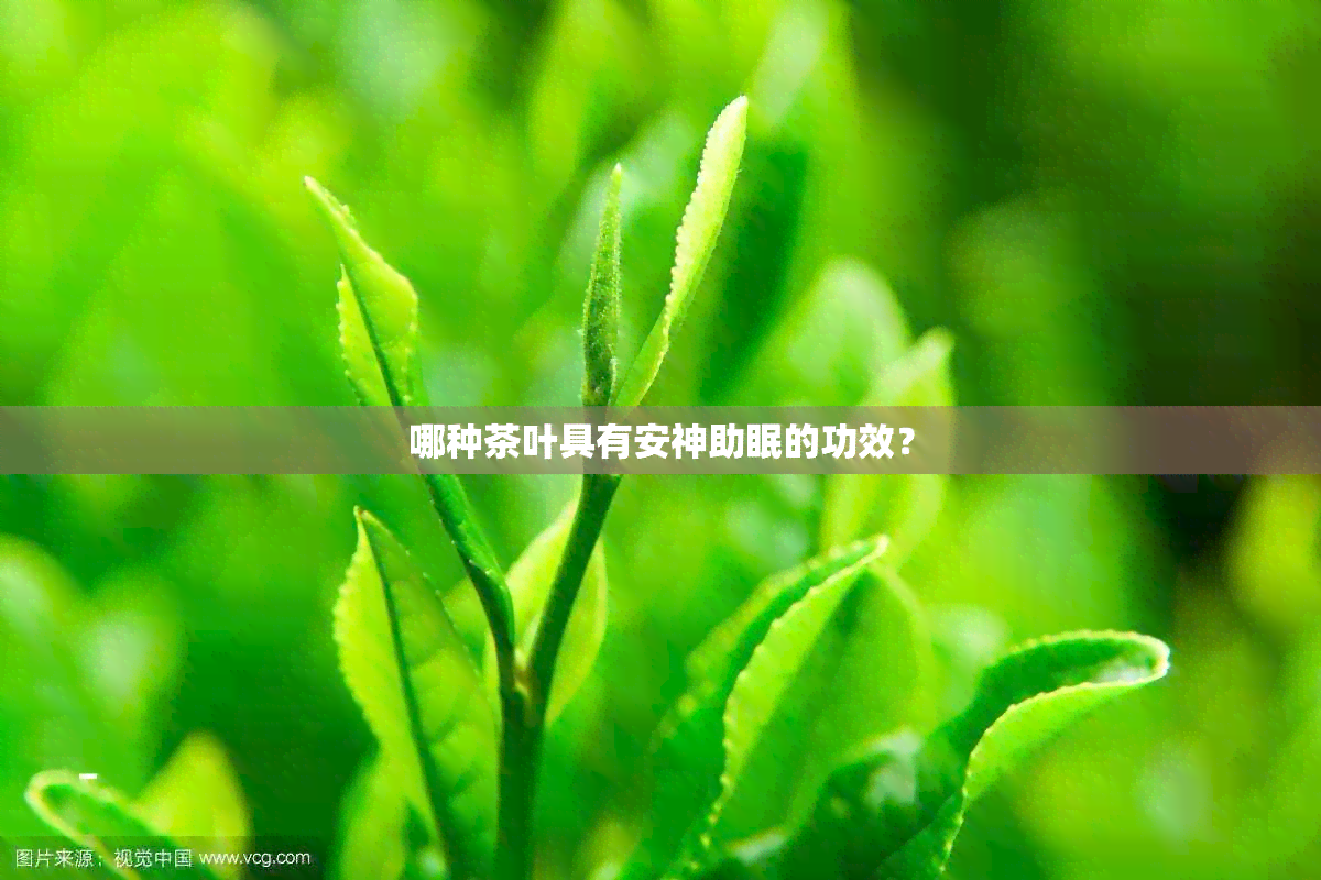 哪种茶叶具有安神助眠的功效？