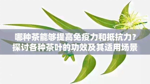 哪种茶能够提高免疫力和抵抗力？探讨各种茶叶的功效及其适用场景