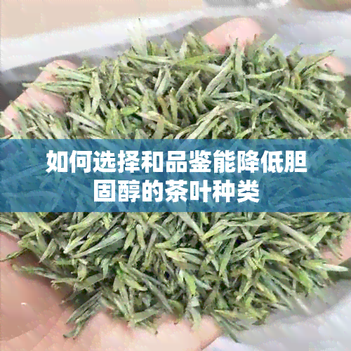 如何选择和品鉴能降低胆固醇的茶叶种类