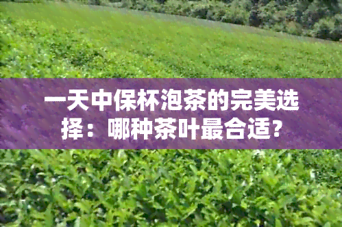 一天中保杯泡茶的完美选择：哪种茶叶最合适？