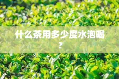 什么茶用多少度水泡喝？