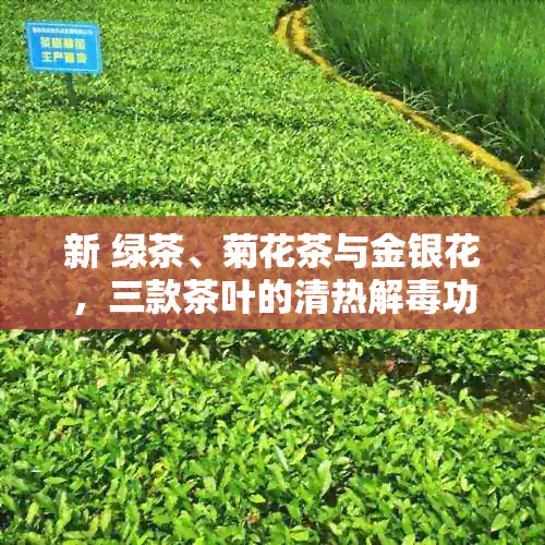 新 绿茶、菊花茶与金银花，三款茶叶的清热解功效与湿气去除之道