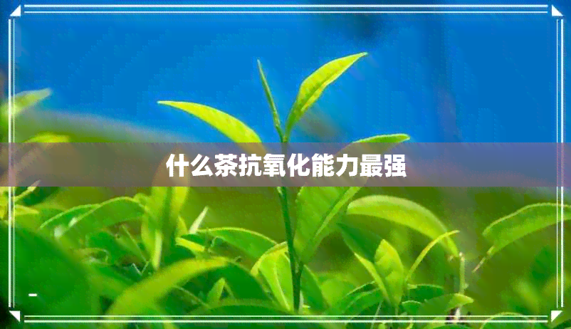 什么茶抗氧化能力最强