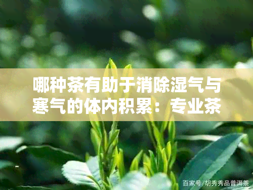 哪种茶有助于消除湿气与寒气的体内积累：专业茶叶选择指南