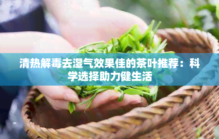 清热解去湿气效果佳的茶叶推荐：科学选择助力健生活