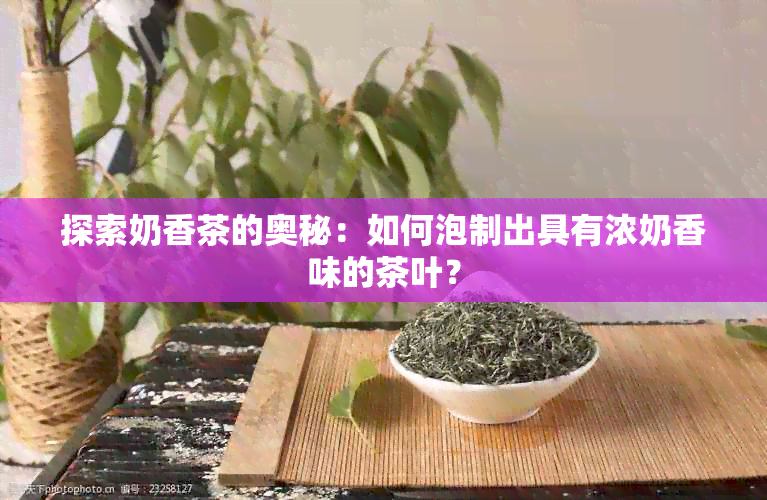 探索奶香茶的奥秘：如何泡制出具有浓奶香味的茶叶？