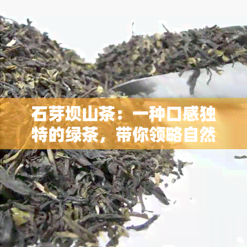 石芽坝山茶：一种口感独特的绿茶，带你领略自然的魅力