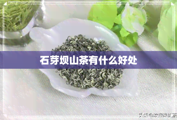 石芽坝山茶有什么好处