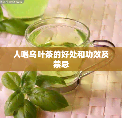 人喝乌叶茶的好处和功效及禁忌