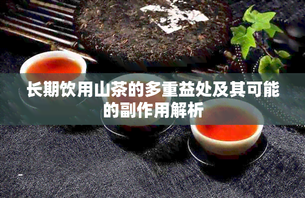 长期饮用山茶的多重益处及其可能的副作用解析