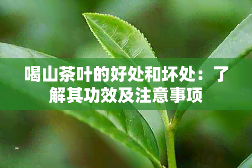 喝山茶叶的好处和坏处：了解其功效及注意事项