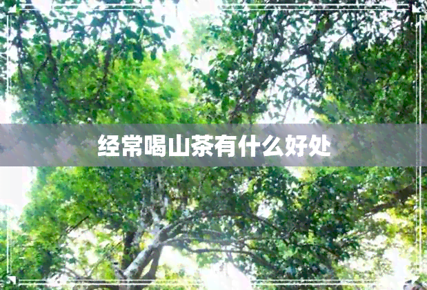 经常喝山茶有什么好处