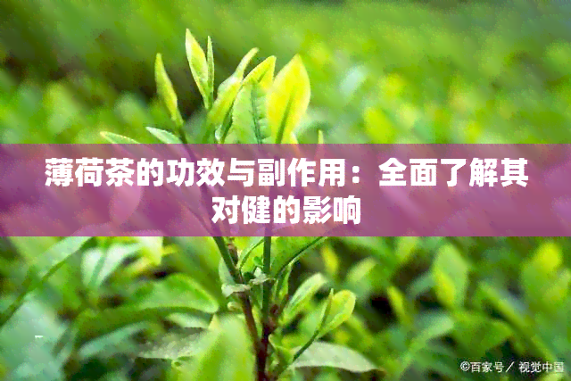 薄荷茶的功效与副作用：全面了解其对健的影响