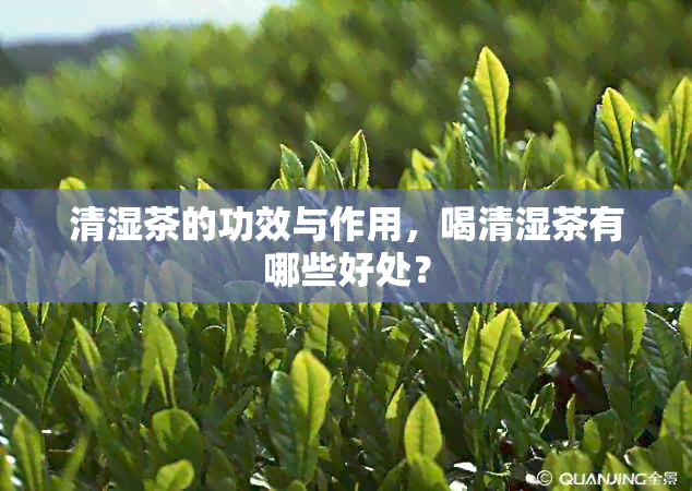 清湿茶的功效与作用，喝清湿茶有哪些好处？