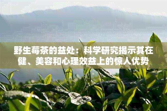 野生莓茶的益处：科学研究揭示其在健、美容和心理效益上的惊人优势