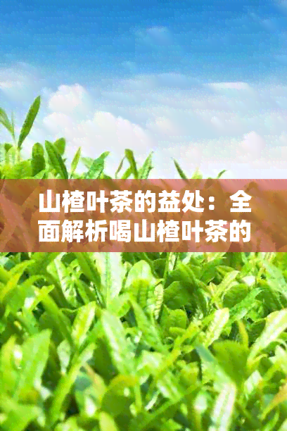 山楂叶茶的益处：全面解析喝山楂叶茶的健功效与注意事项