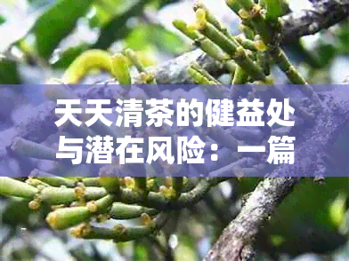 天天清茶的健益处与潜在风险：一篇全面分析