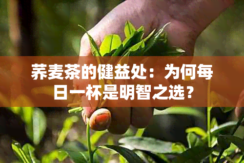 荞麦茶的健益处：为何每日一杯是明智之选？